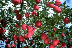 横坂りんご園のイメージ
